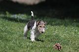 FOX TERRIER 182